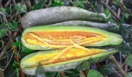 韩国网红echi吃瓜,揭秘娱乐圈幕后故事